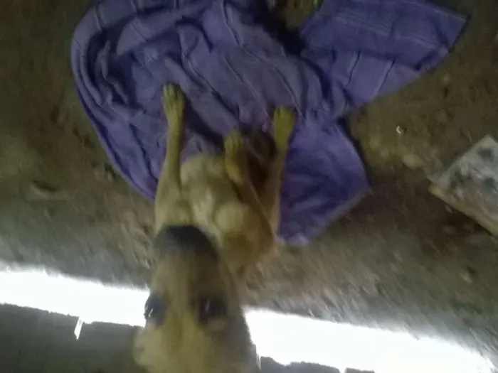 Cachorro ra a SRD idade Abaixo de 2 meses nome Sem Nome