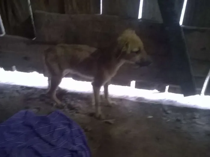 Cachorro ra a SRD idade Abaixo de 2 meses nome Sem Nome