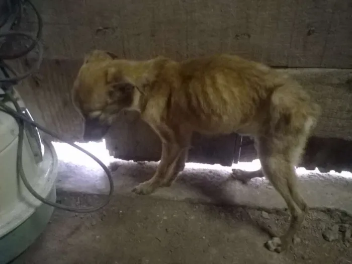 Cachorro ra a SRD idade Abaixo de 2 meses nome Sem Nome