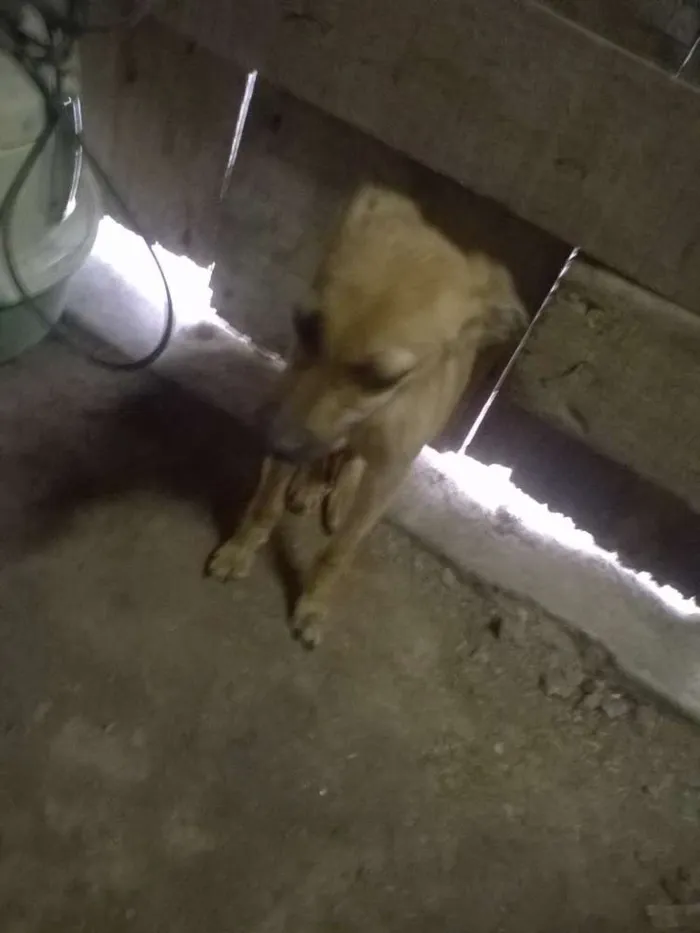 Cachorro ra a SRD idade Abaixo de 2 meses nome Sem Nome