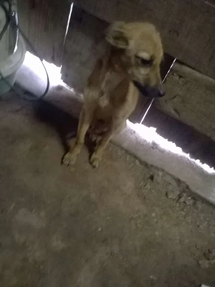 Cachorro ra a SRD idade Abaixo de 2 meses nome Sem Nome
