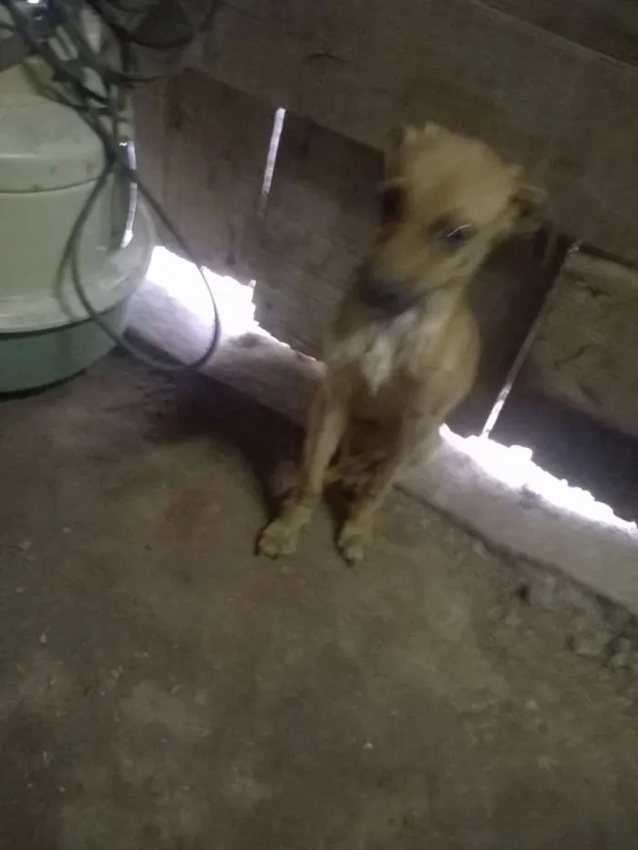 Cachorro ra a SRD idade Abaixo de 2 meses nome Sem Nome