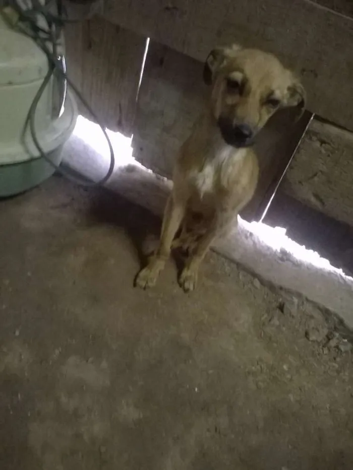 Cachorro ra a SRD idade Abaixo de 2 meses nome Sem Nome