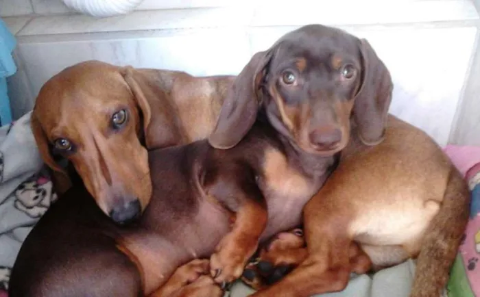 Cachorro ra a Dachshund idade 3 anos nome Tito e Cissa