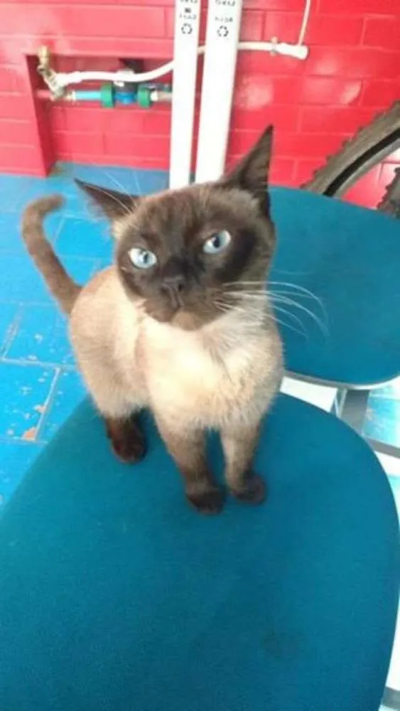 Gato ra a Siamês idade 1 ano nome Siamesa