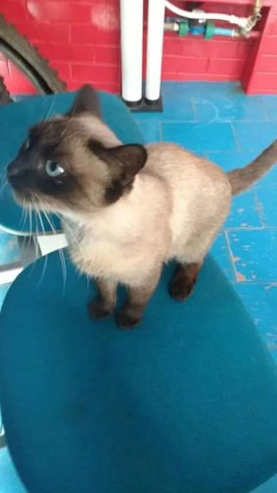 Gato ra a Siamês idade 1 ano nome Siamesa