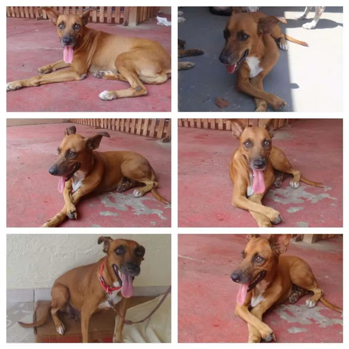 Cachorro raça SRD idade 2 anos nome Jade