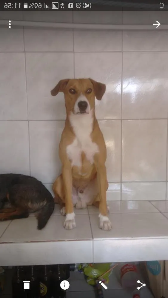 Cachorro ra a  idade 1 ano nome Thor