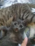 Yoda
