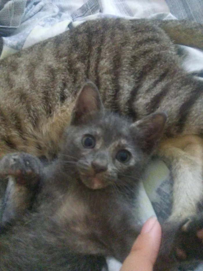 Gato raça Sem raça idade Abaixo de 2 meses nome Yoda