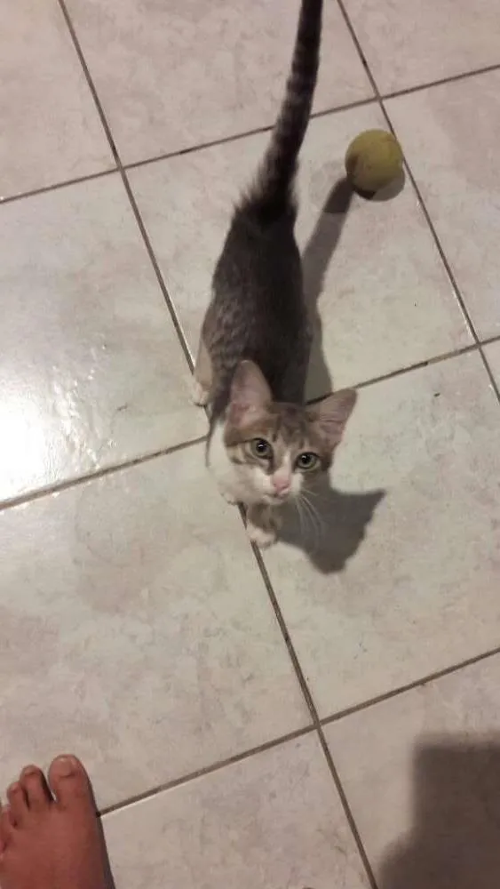 Gato ra a Nao definida idade 2 a 6 meses nome Moana