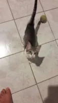 Moana