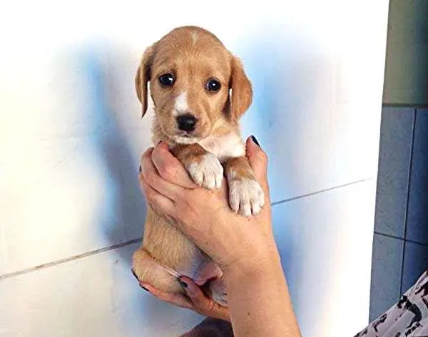 Cachorro ra a SDR idade Abaixo de 2 meses nome ?