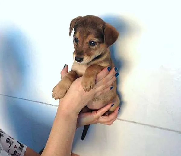 Cachorro ra a SDR idade Abaixo de 2 meses nome ?