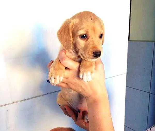 Cachorro ra a SDR idade Abaixo de 2 meses nome ?