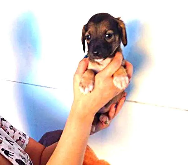 Cachorro ra a SDR idade Abaixo de 2 meses nome ?