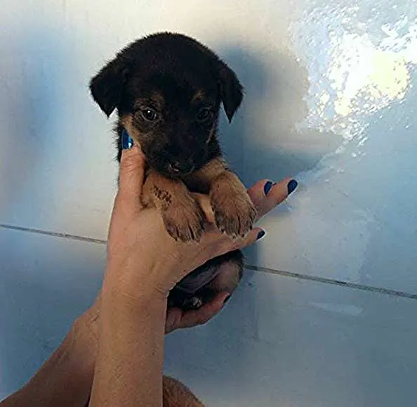 Cachorro ra a SDR idade Abaixo de 2 meses nome ?