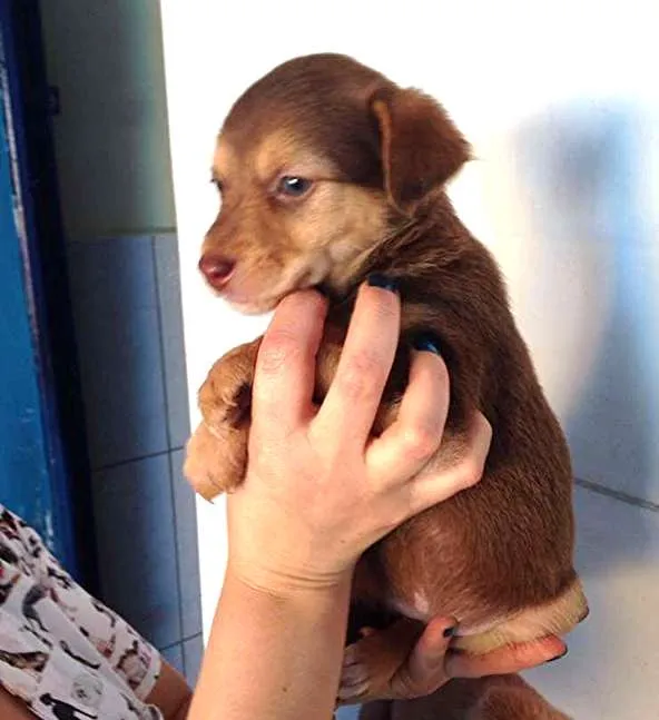 Cachorro ra a SDR idade Abaixo de 2 meses nome ?