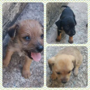 Cachorro raça Viralata idade Abaixo de 2 meses nome Sem nomes ainda