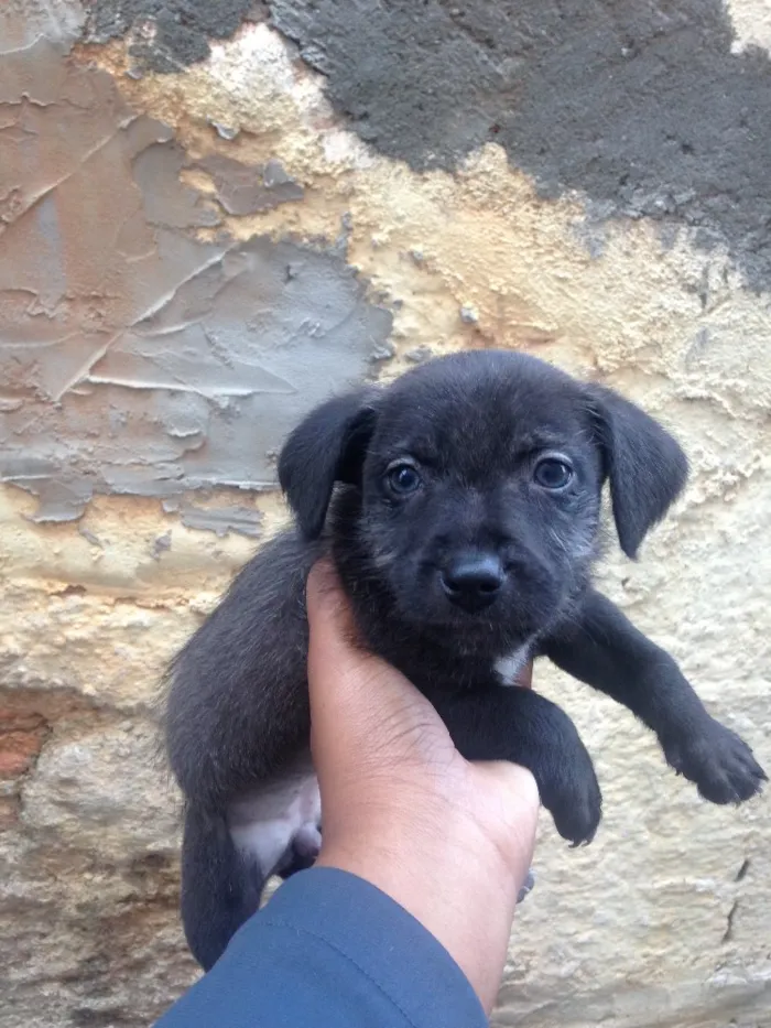 Cachorro ra a Mestiço idade 2 a 6 meses nome Não tem nome 