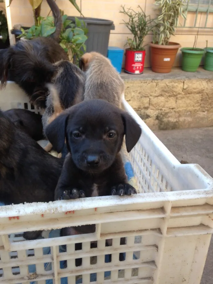 Cachorro ra a Mestiço idade 2 a 6 meses nome Não tem nome 