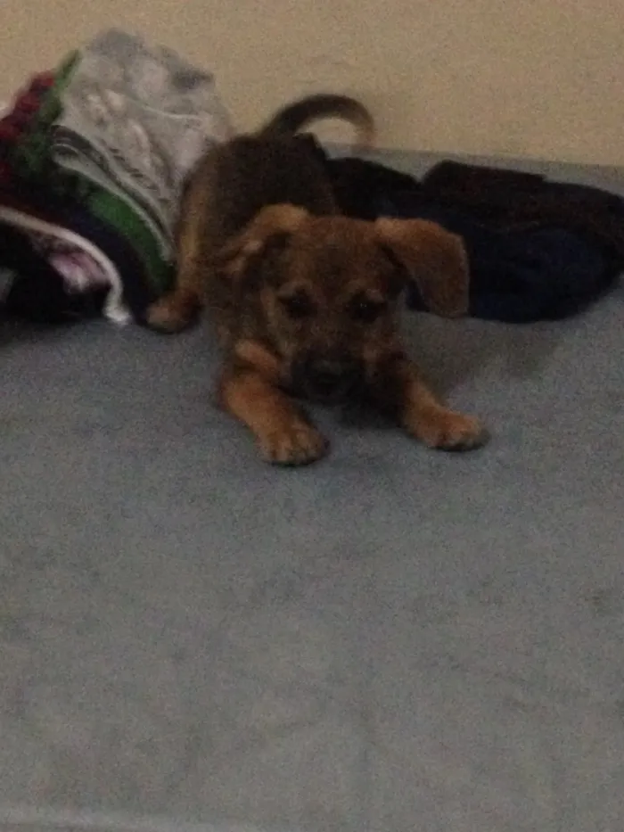 Cachorro ra a Mestiço idade 2 a 6 meses nome Não tem nome 