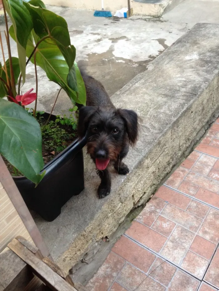 Cachorro ra a Mestiça  idade 1 ano nome Luma 