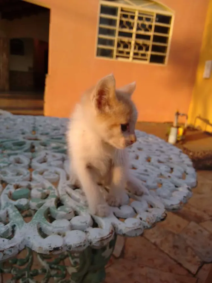 Gato ra a  idade Abaixo de 2 meses nome Gatinhos