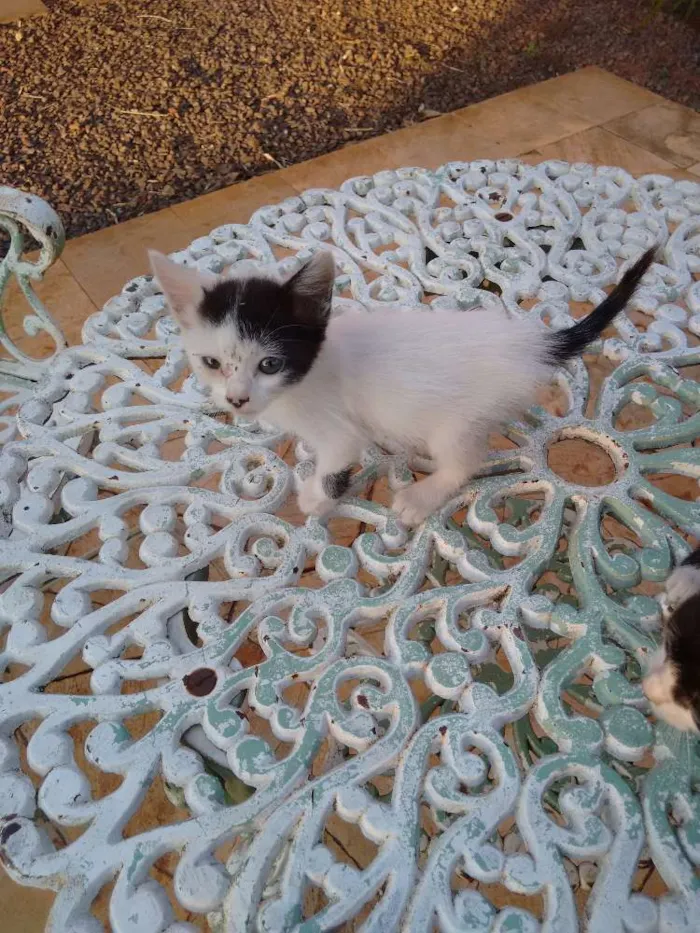 Gato ra a  idade Abaixo de 2 meses nome Gatinhos