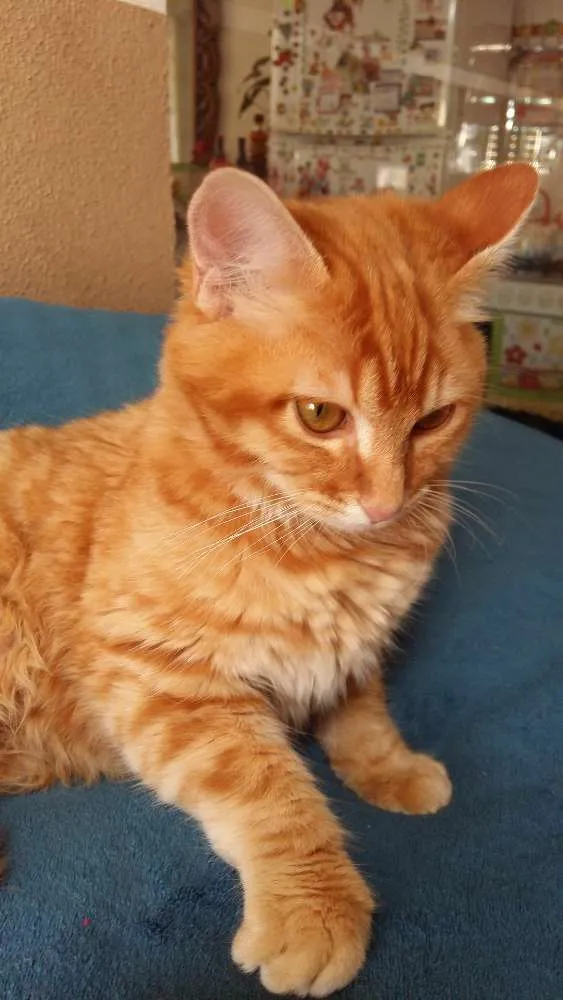 Gato ra a Sem raça idade 2 a 6 meses nome Lelo