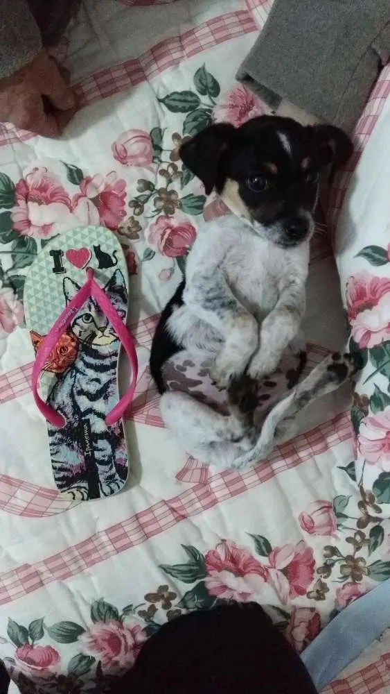 Cachorro ra a Sem raça definida. idade 2 a 6 meses nome Me da um nome?