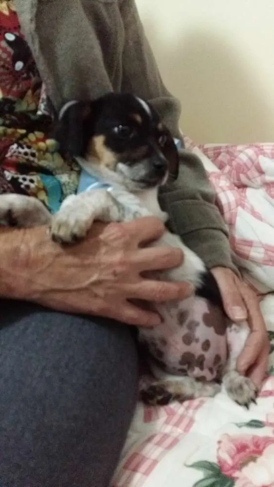 Cachorro ra a Sem raça definida. idade 2 a 6 meses nome Me da um nome?
