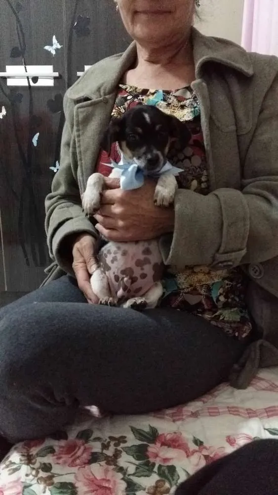 Cachorro ra a Sem raça definida. idade 2 a 6 meses nome Me da um nome?