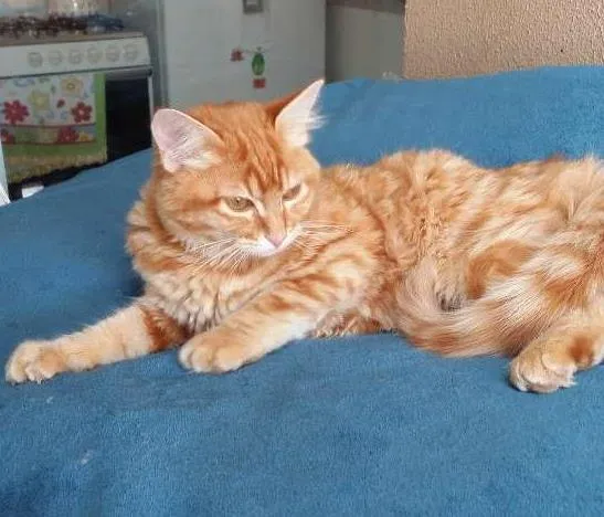 Gato ra a Sem raça idade 2 a 6 meses nome Lelo
