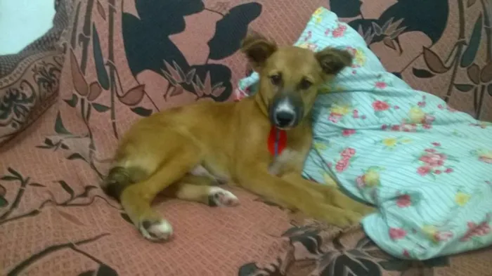 Cachorro ra a viralata idade 2 a 6 meses nome Bhetovem