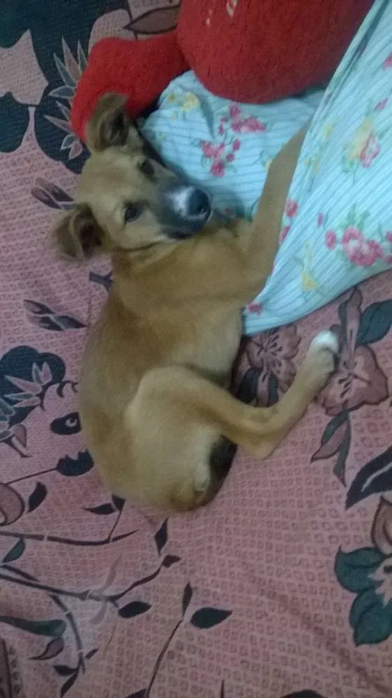 Cachorro ra a viralata idade 2 a 6 meses nome Bhetovem