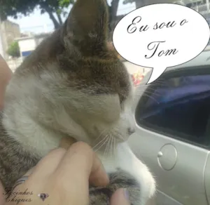 Gato raça srd idade 7 a 11 meses nome Tom