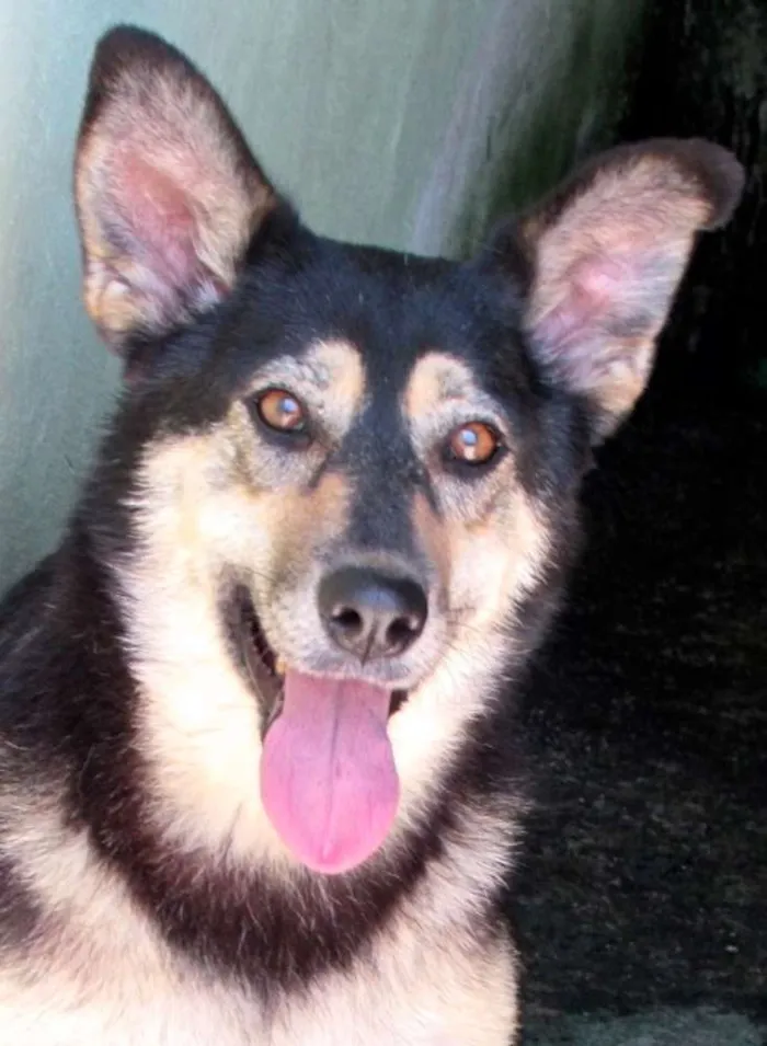 Cachorro ra a Pastor Alemão idade 3 anos nome Emily