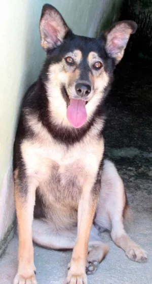 Cachorro raça Pastor Alemão idade 3 anos nome Emily