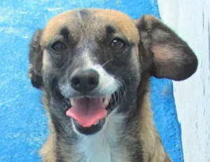 Cachorro raça  idade 3 anos nome LANA PEQUENA