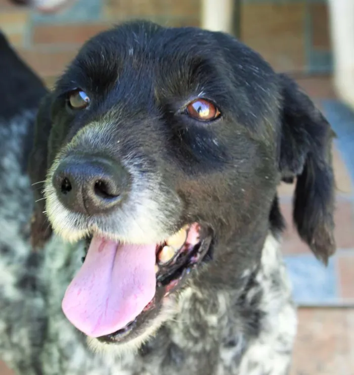 Cachorro ra a  idade 6 ou mais anos nome Beny
