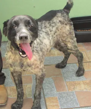 Cachorro raça  idade 6 ou mais anos nome Beny