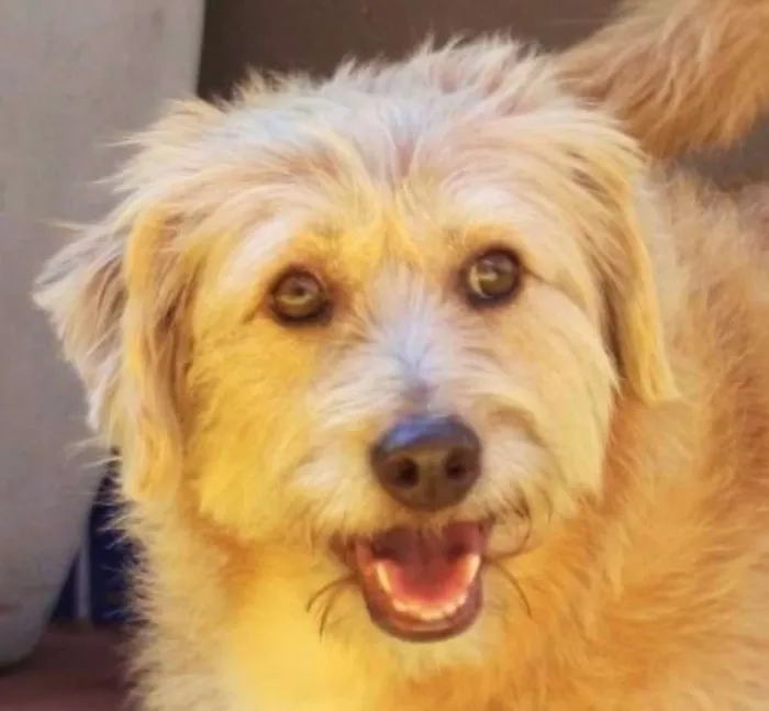 Cachorro ra a  idade 5 anos nome Babuzinha