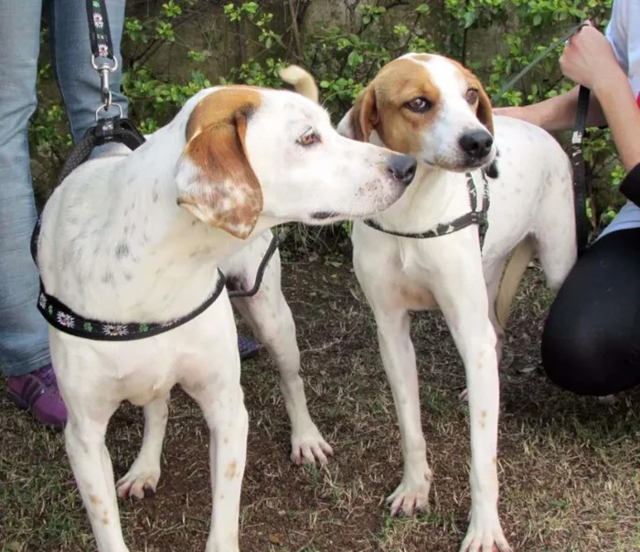 Cachorro ra a  idade 4 anos nome Lyon e Lorena