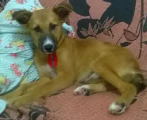 Cachorro raça viralata idade 2 a 6 meses nome Bhetovem