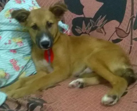 Cachorro ra a viralata idade 2 a 6 meses nome Bhetovem