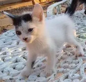 Gato ra a  idade Abaixo de 2 meses nome Gatinhos