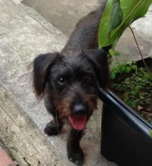 Cachorro raça Mestiça  idade 1 ano nome Luma 