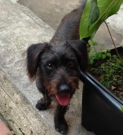 Cachorro ra a Mestiça  idade 1 ano nome Luma 