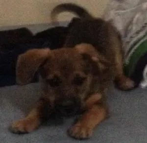 Cachorro raça Mestiça  idade 2 a 6 meses nome Não tem nome 